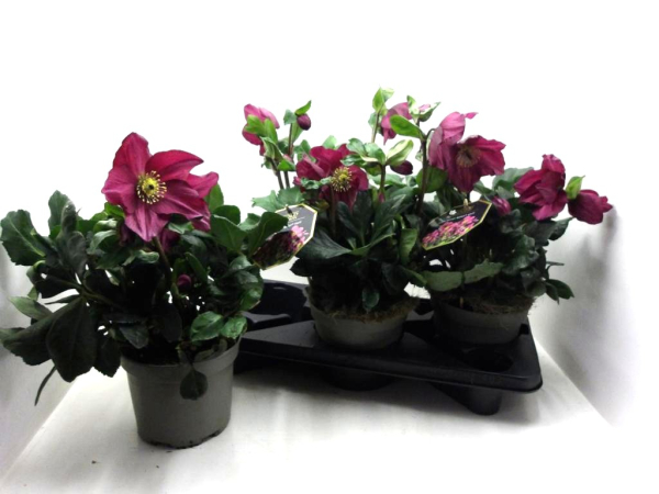 Helleborus "Winter Ballett Karli"