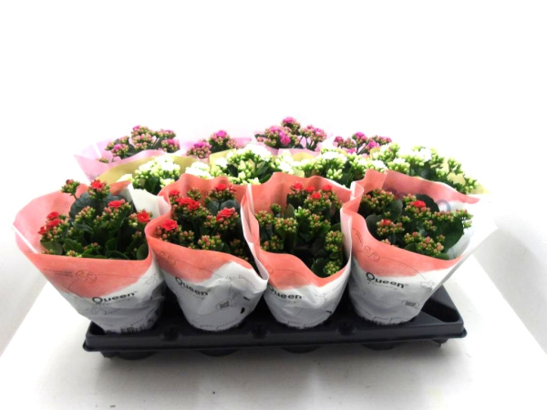 Kalanchoe gefüllt Mix