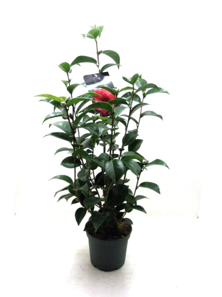 Camellia jap.