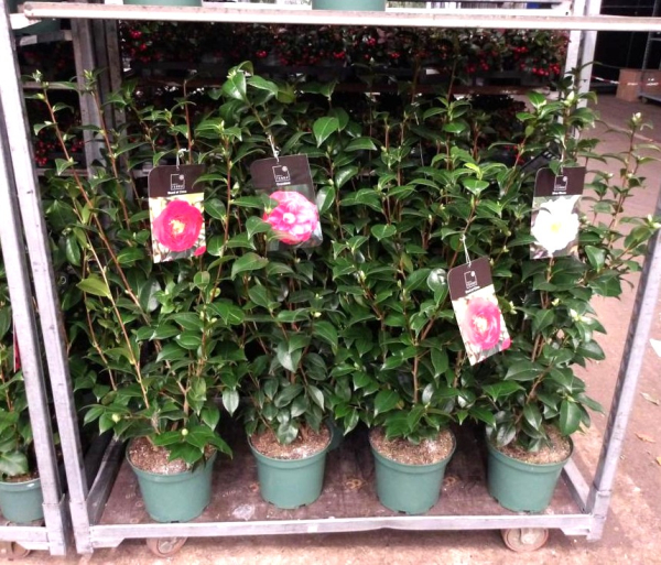 Camellia jap. rot