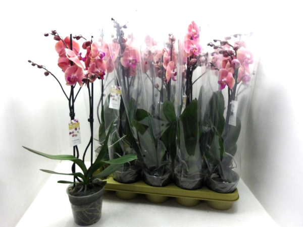 Phalaenopsis 2 Rispen lachsorange