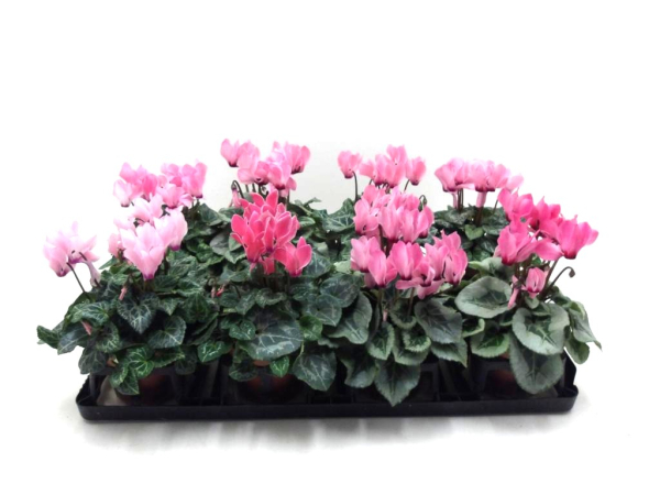 Cyclamen pers. midi rosa