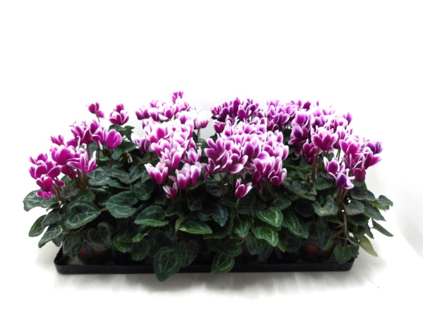 Cyclamen pers. midi lila geflammt