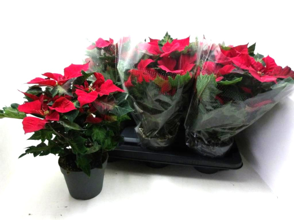 Poinsettia rot "Art Deco"