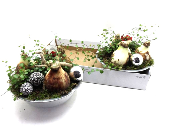 Hippeastrum  Schale Blech