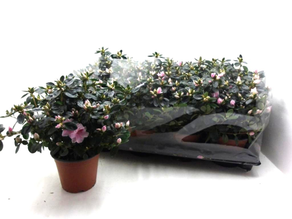 Azaleen "Dolly" rosa