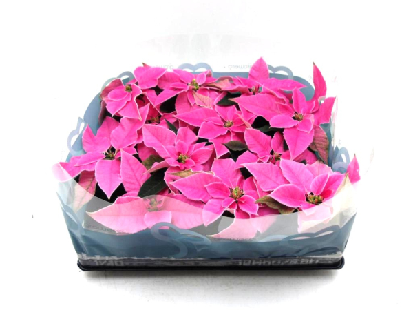 Mini Princettia pink