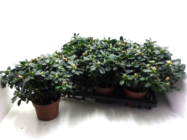 Azaleen  weiß-orange