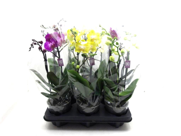 Phalaenopsis "Bo" 2 Rispen Mix