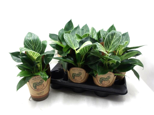 Philodendron "White Measure"