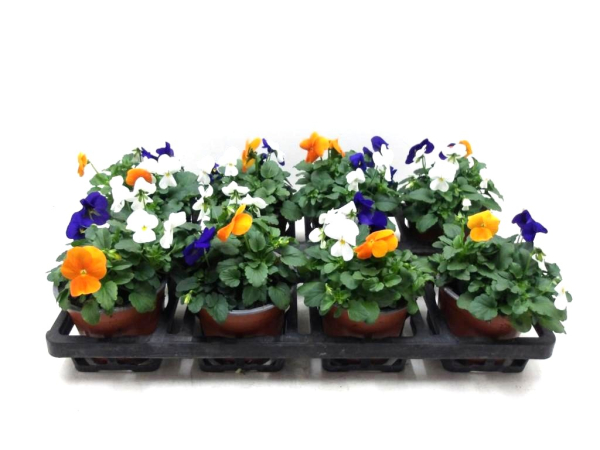 Viola cornuta Trio