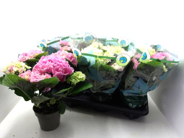 Hydrangea macr. rosa