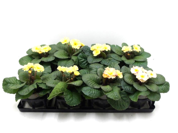 Primula acaulis Gelbtöne