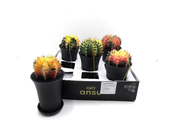 Gymnocalicium gelbgrün