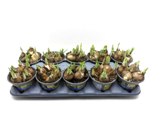 Narcissus "Tete a tete"