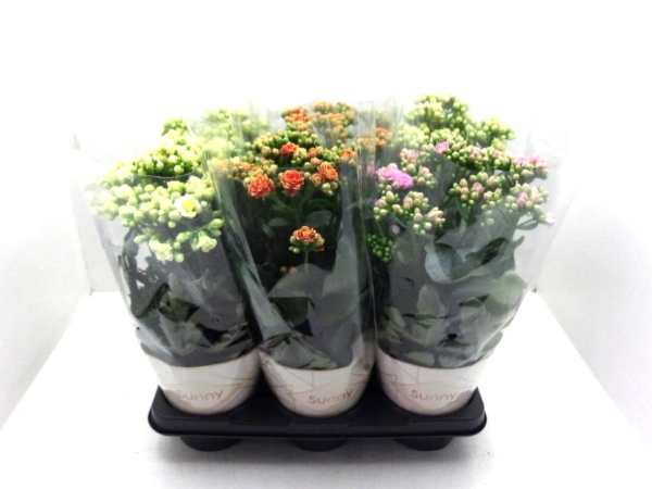 Kalanchoe "Sunny" Mix