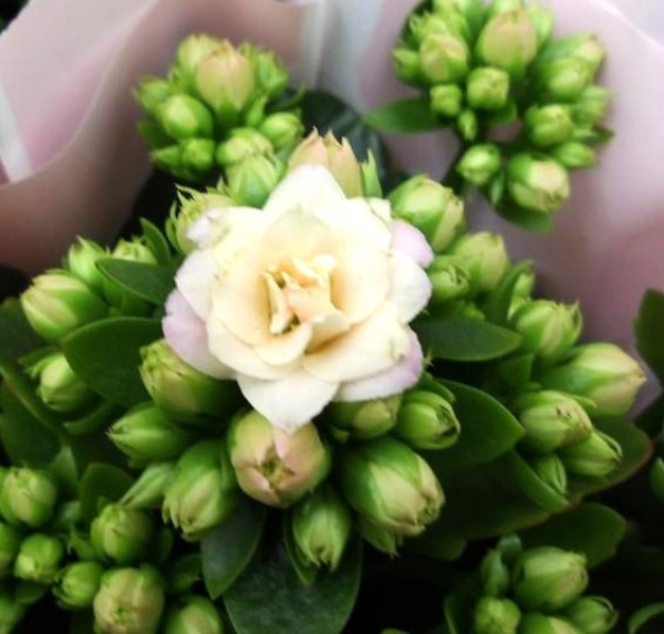 Kalanchoe gefüllt cremerosé