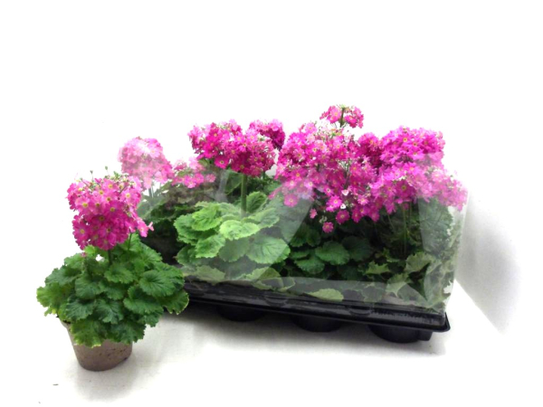 Primula malacoides pink