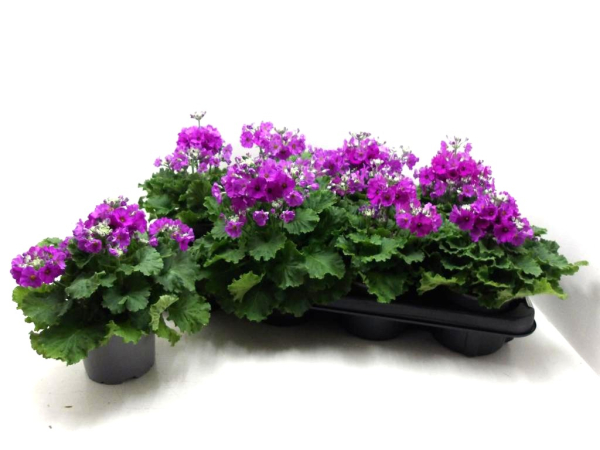 Primula malacoides lila