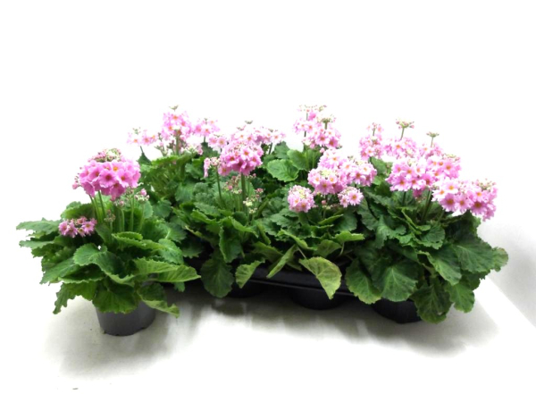 Primula malacoides rosa