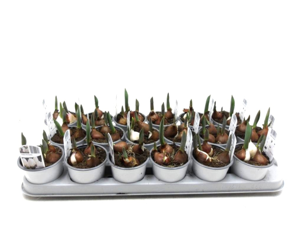 Tulpen "Purissima" weiß