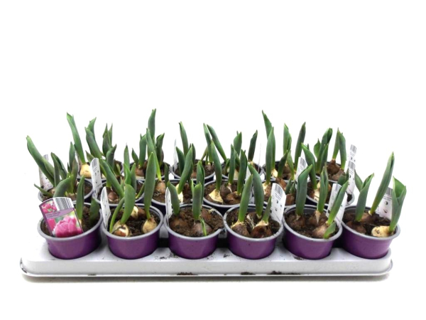 Tulpen "Purple Prince"