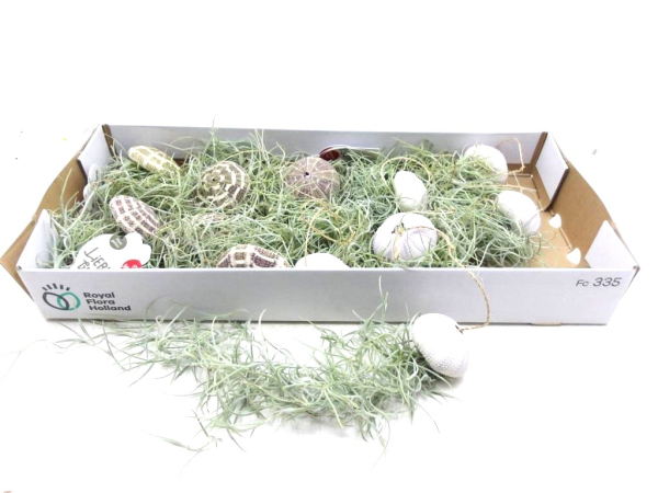 Tillandsia usneoides in Seeigel