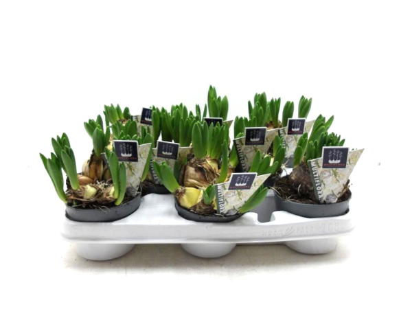 Hyacinthus 'Multiflor' weiß