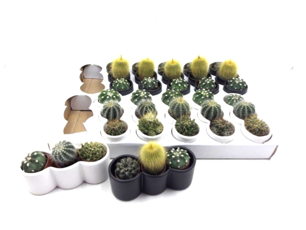 Mini Kaktus in 3er Keramik