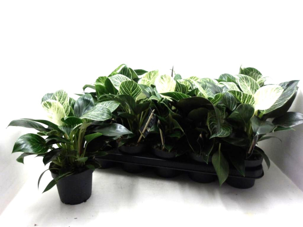 Philodendron 'Birkin'