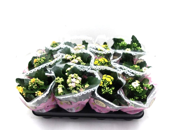 Kalanchoe midi Mix
