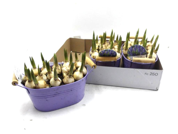 Muscari in Blechschale lila