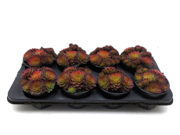 Sempervivum "Rio de Janeiro"