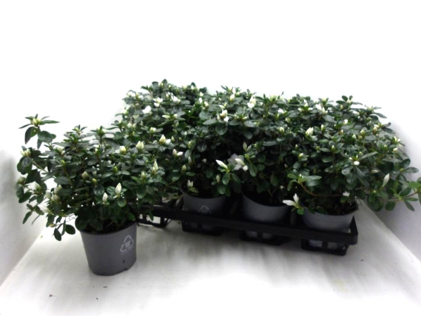Azaleen 17-20 cm kleinblumig weiß