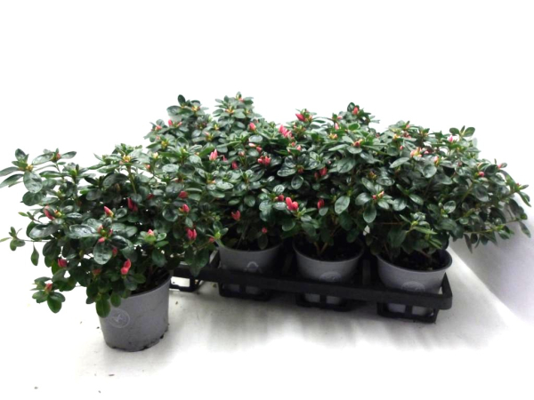 Azaleen 17-20 cm kleinblumig lachs