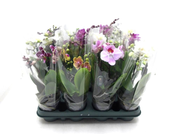 Phalaenopsis midi 2 Rispen Mix