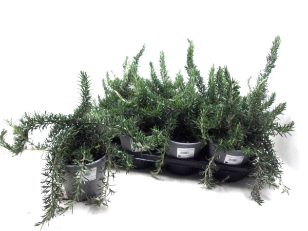 Rosmarinus prostrata