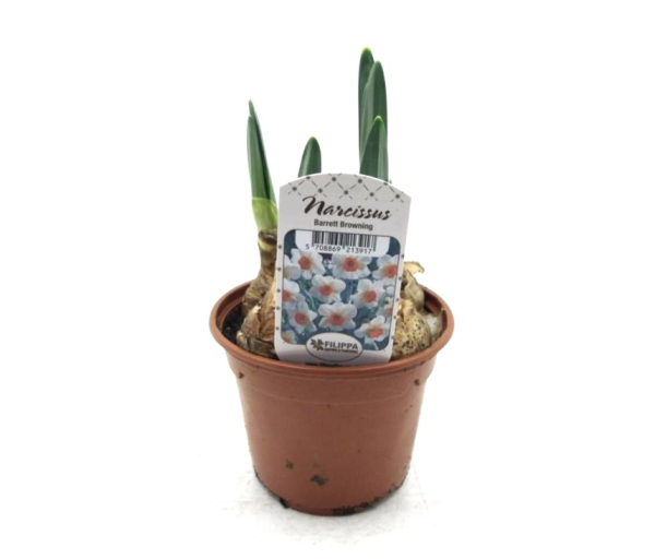 Narcissus  "Barret Browning"