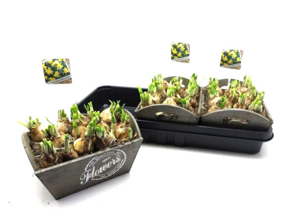 Narzissen in Holzschale "Flowers"