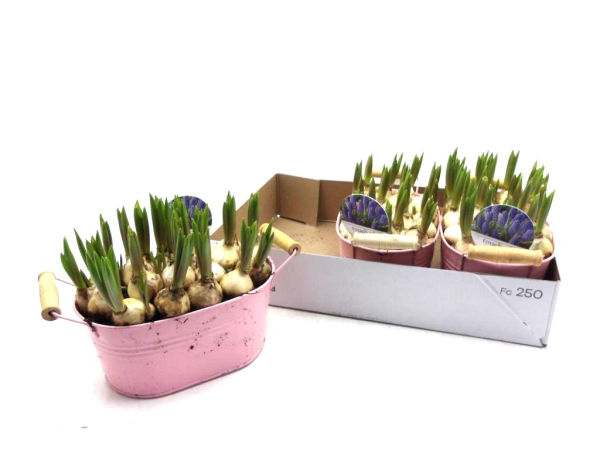 Muscari in Blechschale rosa