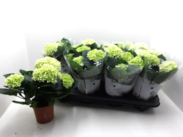 Hydrangea  macr. midi weiß