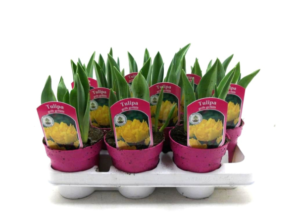 Tulpe gelb gefüllt