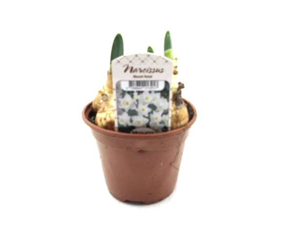 Narcissus  "Mount Hood"