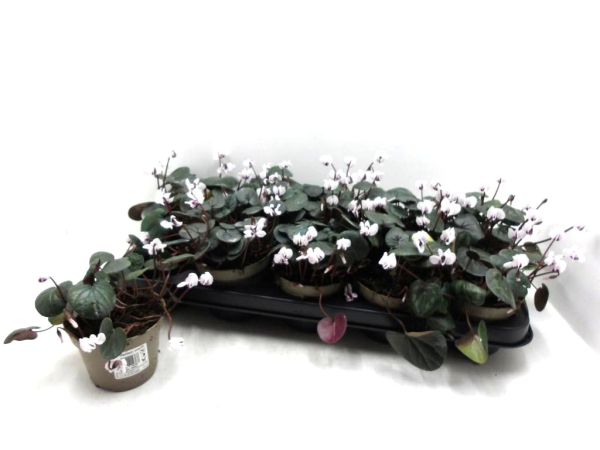 Cyclamen coum weiß