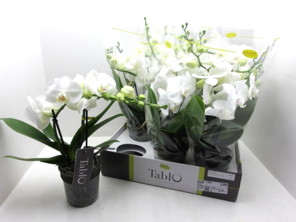 Phalaenopsis "Tablo" 2 Rispen reinweiß