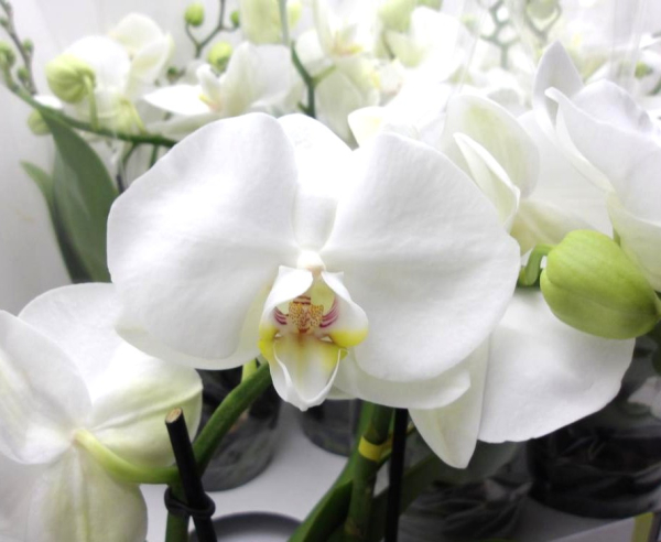 Phalaenopsis "Tablo" 2 Rispen reinweiß
