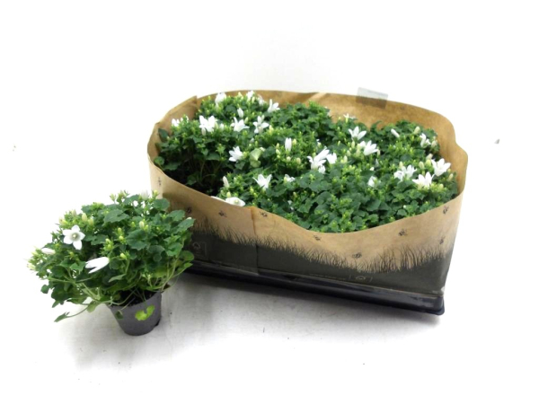 Mini Campanula "Get Mee" weiß