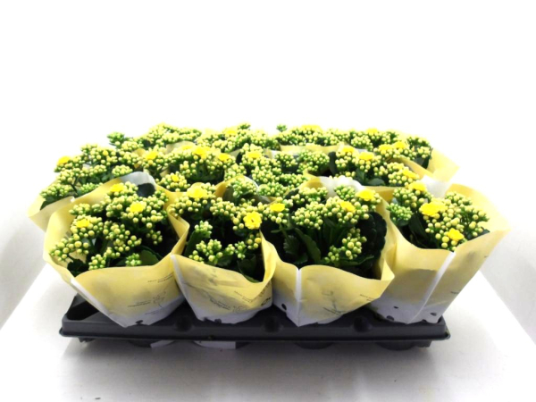 Kalanchoe gefüllt gelb