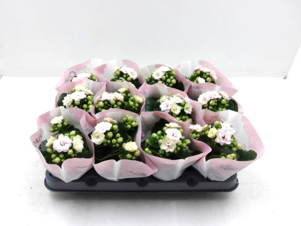 Mini Kalanchoe zartrosa