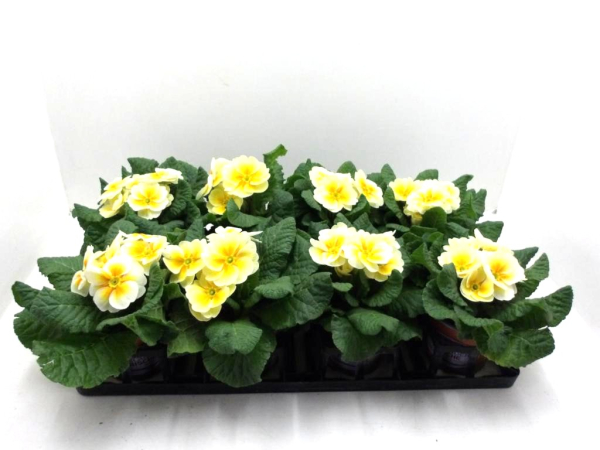 Primula acaulis Spiegelei